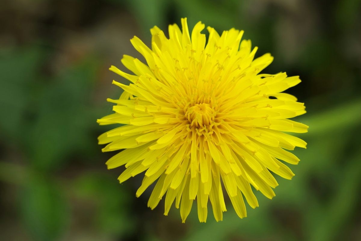 Plant Club: Dandelions
